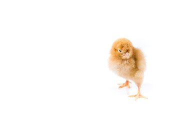 Obraz premium Easter Chicken on white background, Easter card isolated