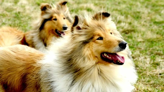 Collies, reinrassig, m&auml;nnlich, weiblich