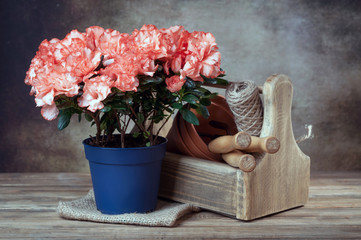 azalea in pot and garden tools
