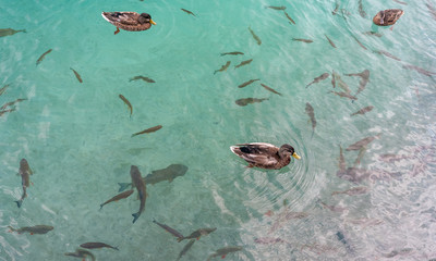 Small fish in lake, national park Plitvice