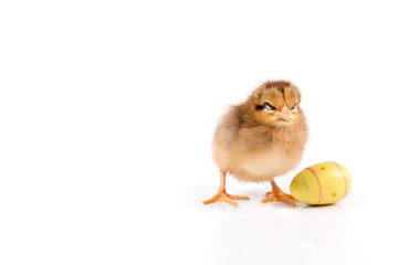 Obraz premium Funny Easter Chicken, Easter Eggs on white background isolated