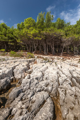 Pine trees on rock in Croatia