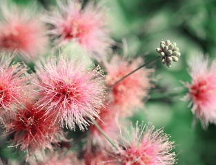 Smoke tree pale pink flowers macro shot