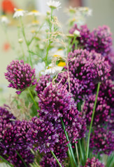 Obraz premium purple wildflowers