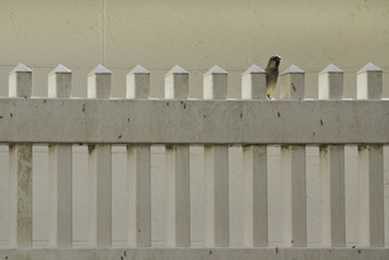 Bird on the Fence
