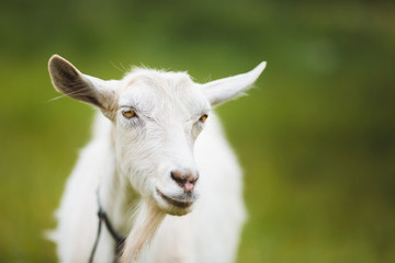 Portrait of goat