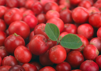 ripe red cranberries