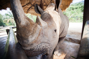 A close up photo of an endangered white rhino