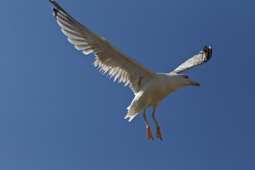 flying seagulls