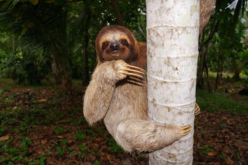 Three-toed sloth climbing on tree trunk in Panama © dam