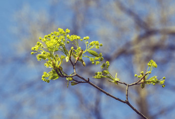 Spring flowering branch of the tree against the blue sky