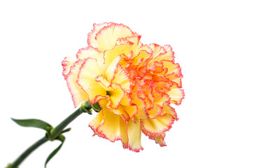 carnation flower