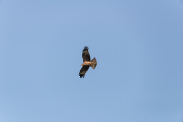 Black kite at Ein Afek