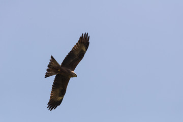 Black kite at Ein Afek