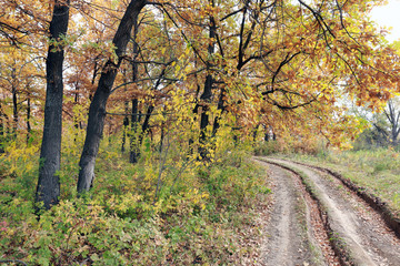 dirt road in an oak grov