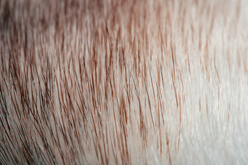 fur mink