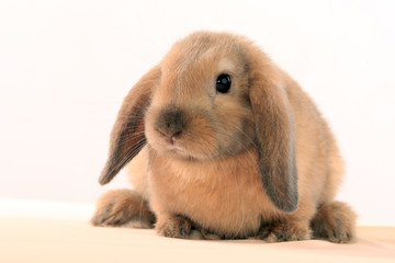 Fototapeta premium bunny rabbit