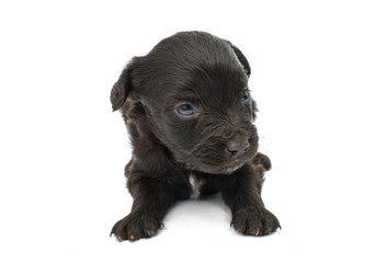 Obraz premium spaniel puppies