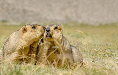Himalayan marmots pair kissing in open grassland, Ladakh, India