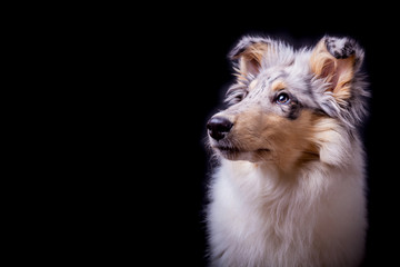 Collie Welpe im Studio