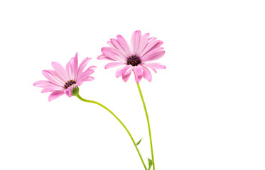 White and Pink Osteospermum Daisy or Cape Daisy Flower