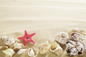 Fototapeta na wymiar Shells in sand