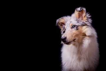 Collie Baby