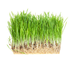 fresh green grass isolated on white background