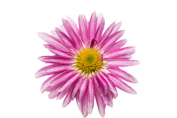 pink chrysanthemum