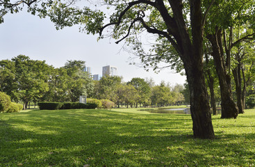 Green grass field in big city park