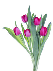bouquet of tulips five