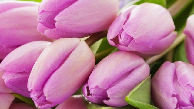 Pink tulips in detail of pan zoom