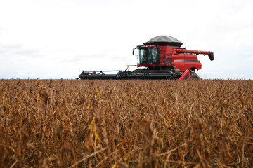 Naklejka premium Harvester making harvesting soybean field .