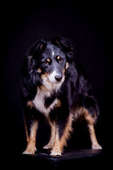 Border Collie Mischling im Studio