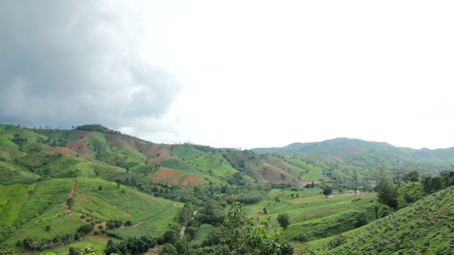 Green corn field in Loei province, Thailand