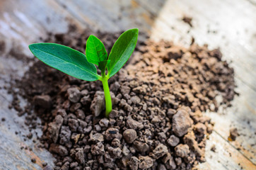 Young plant