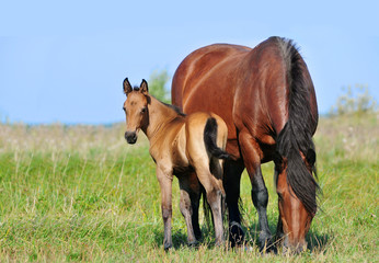 draft mare and foal in summer pasture