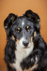 Border Collie Mischling Portrait