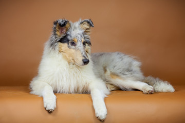 Collie Welpe im Studio