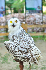 Snowy owl (Bubo scandiacus), bird of prey