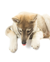 dog-like wolf looks down on a white background isolated