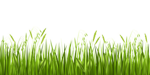 Grass isolated on white background - 79244337