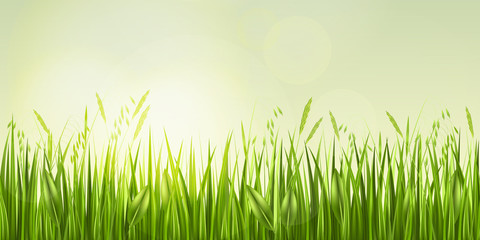 Fototapeta na wymiar Sunrise in grass, vector illustration