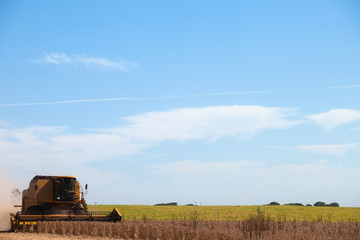 Combine Harvester in soybean field.