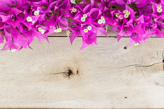 Bougainvillea Flower On Grain Wood Background