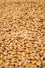Natural oat grains background, closeup