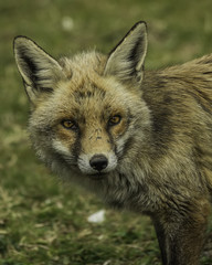 fox, vulpes vulpes