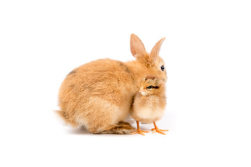 Easter bunny and Easter Chicken on white background Easter card