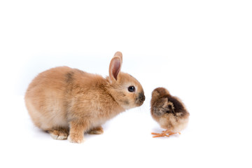 Easter bunny and Easter Chicken on white background Easter card