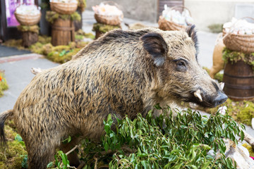 Cinghiale